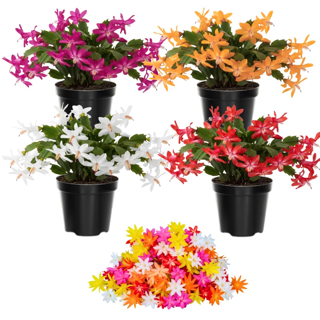 1 Thanksgiving Christmas Cactus Plants Live in 4" Pot, Houseplant Holiday Cactus, Vibrant Single Color Blooms Indoor Outdoor, Zygocactus Like, Winter Hardy (Random)