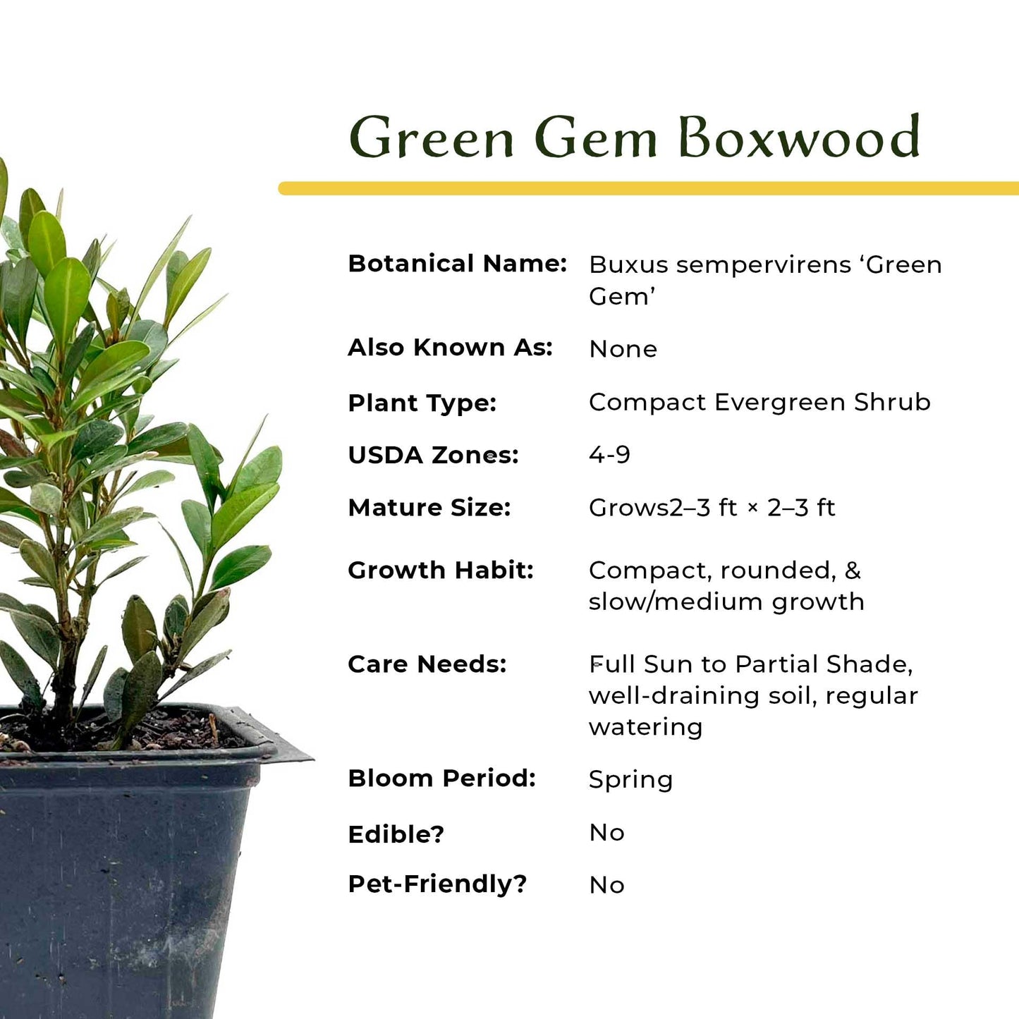 2 Green Gem Boxwood – Compact Rounded Evergreen Shrub for Low Hedges, Borders & Container Planting (Buxus sempervirens ‘Green Gem’) in 3.5″ Cubes, Live Plants