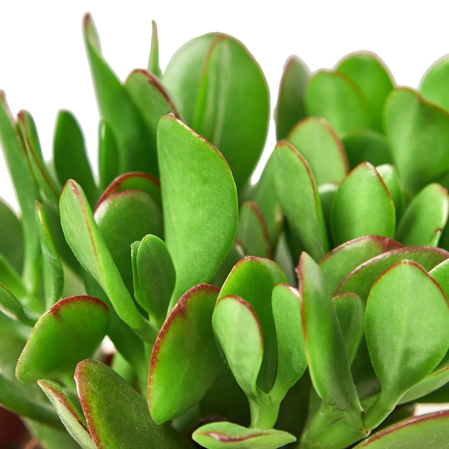 Succulent Crassula 'Jade' | Live Plant for Indoor & Outdoor | for Living Room, Office, Bathroom | (3" Pot)