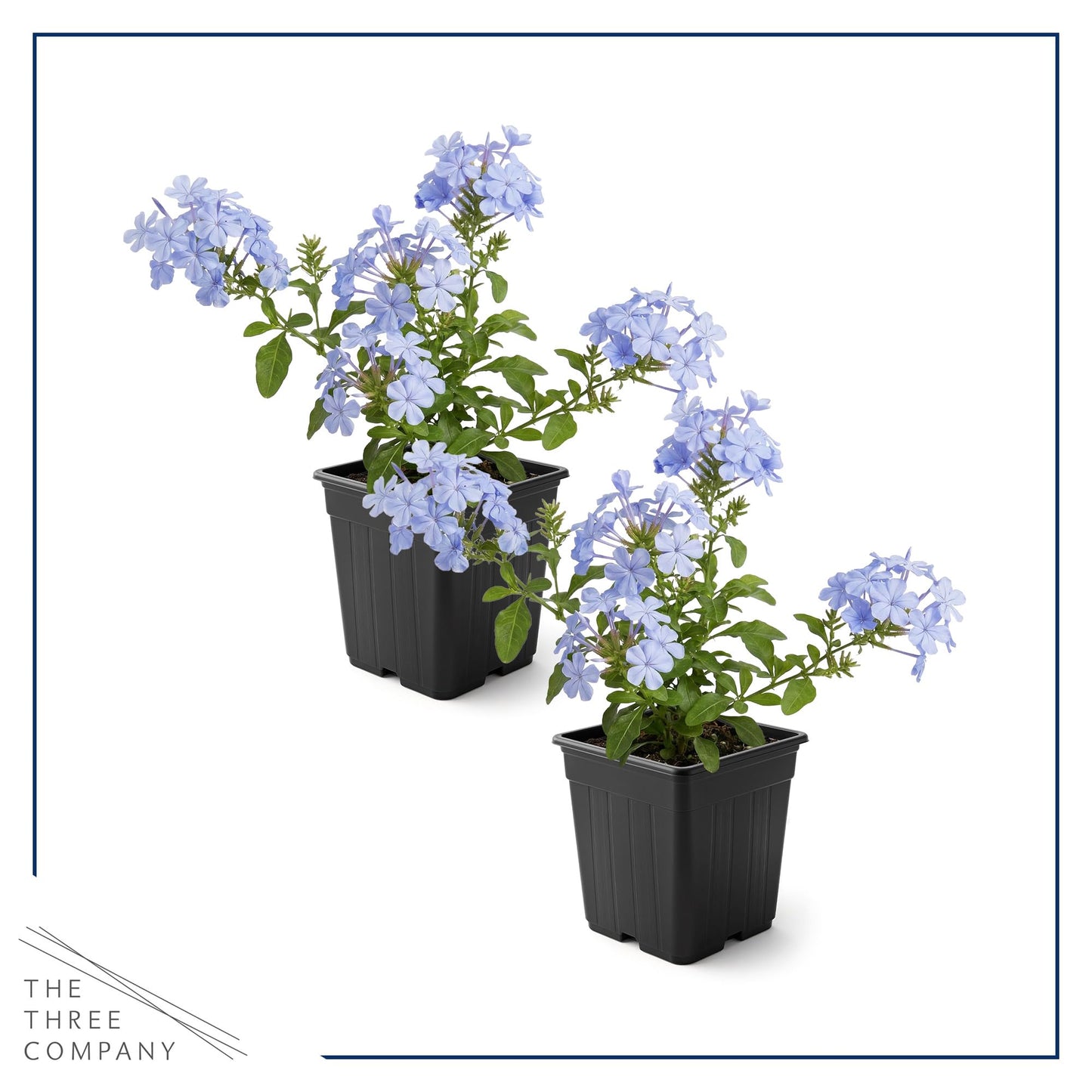 Live Hardy Plumbago 2-Pack – Blue Flowers – Sun Groundcover Perennial, Late Summer Color, 10” Tall, 1 Qt Pot