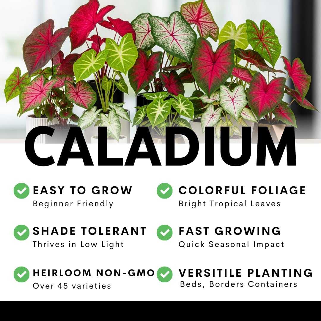 10 Crimson Sky Caladium Bulbs for Planting - Perennial Hosta, Elephant Ears, Fancy (10 Bulbs)