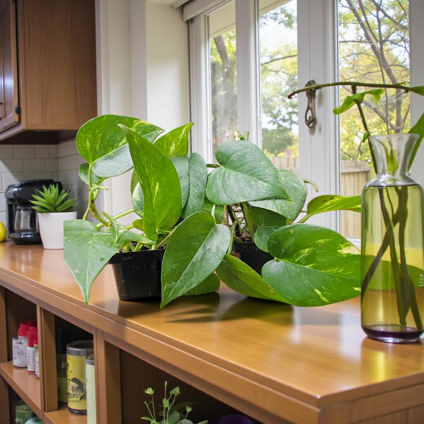 It Blooms 2-Pack Golden Pothos Plants in 3 Inch Pots, Devil's Ivy, Live Indoor Houseplants, Air Purifying Vining Plants for Home and Office 8 Inches Tall