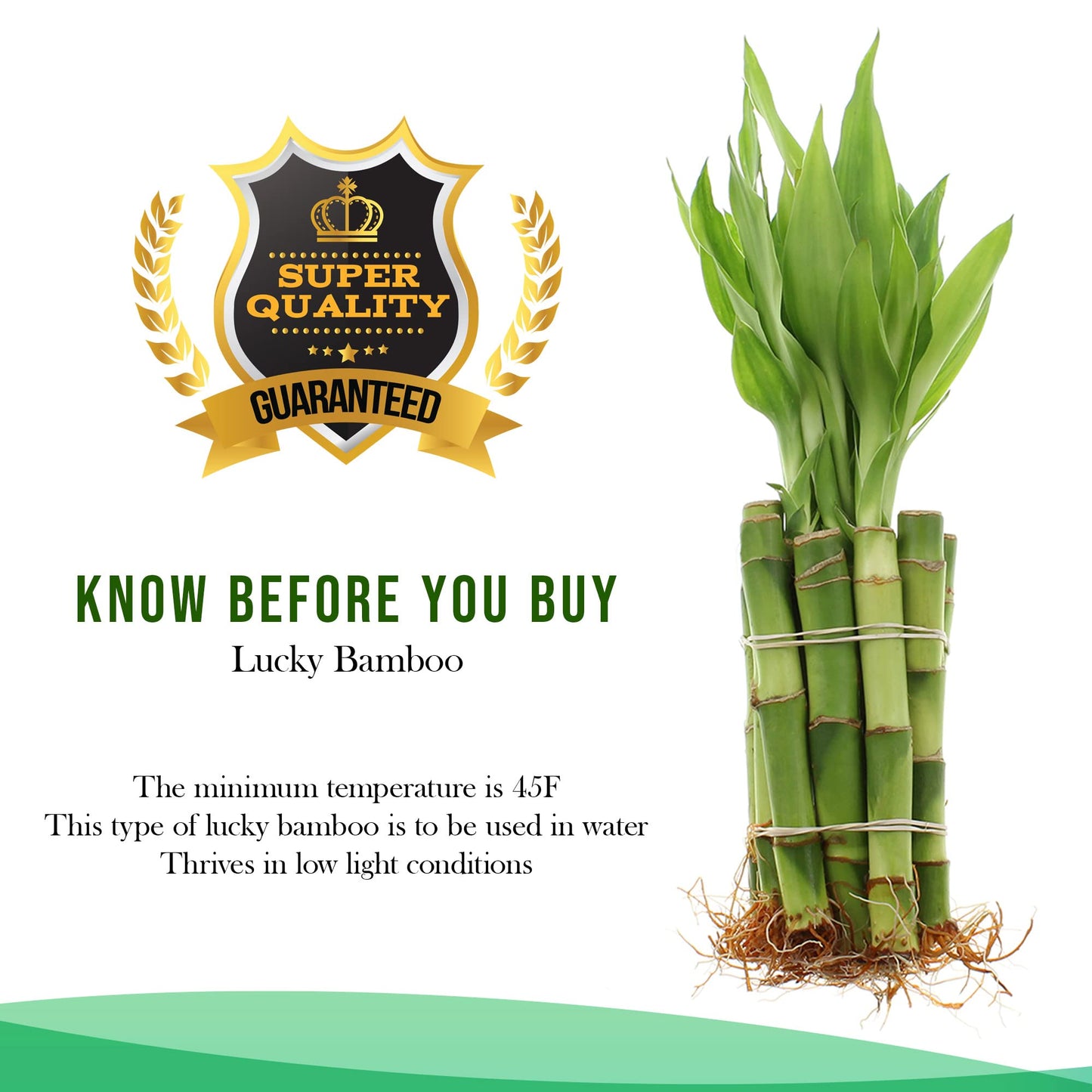 NW Wholesaler - Live Indoor Lucky Bamboo 6 Inch Bundle of 10 Stalks - Live Indoor Houseplants for Home Decor, Floral Arrangements, and Feng Shui - Good Luck Plant