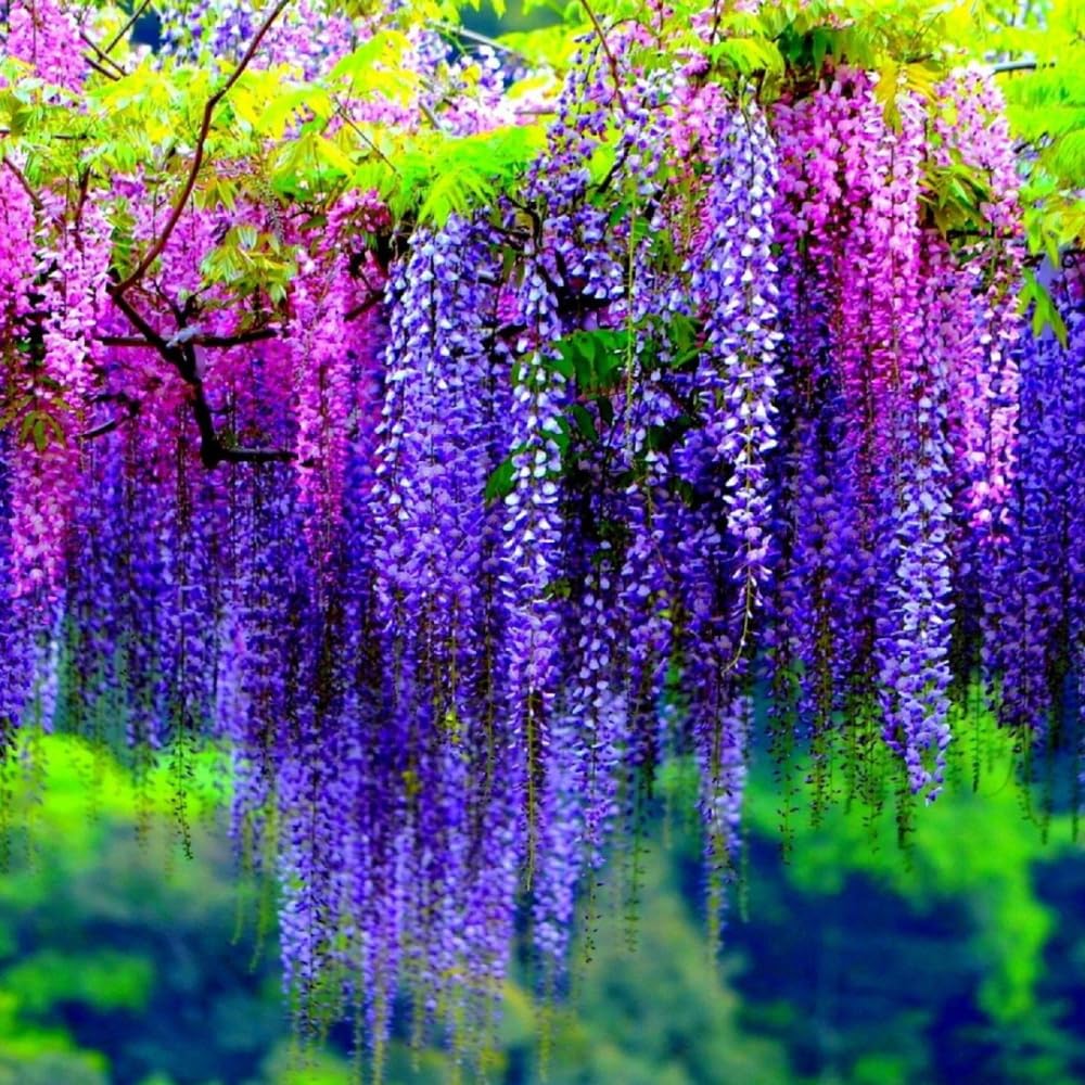 Purple Wisteria Live Plant, 6-12" Tall, Wisteria Vine in 2.5" Pot, Fragrant Flowering Climbing Plant for Outdoor Garden and Trellis