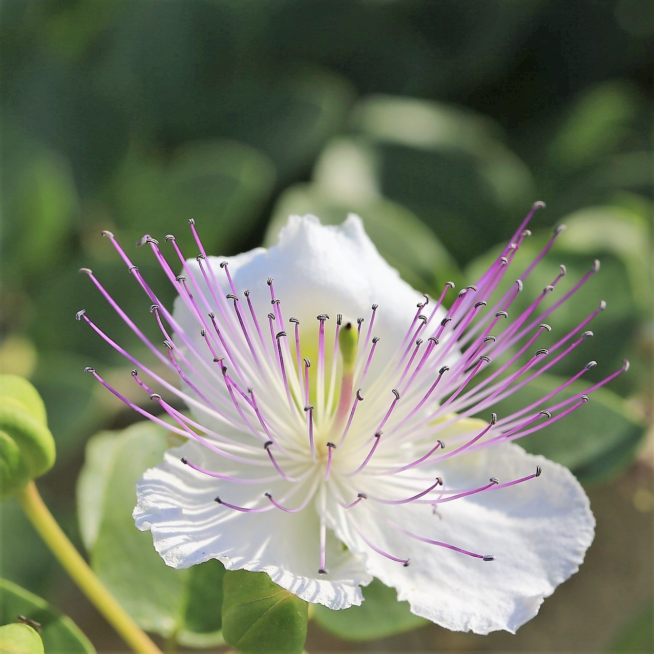 Easy to Grow Caper Bush 1 Plant - Potted Culinary Shrub in a Quart Pot, Summer Fragrant Flowers in Sun - Drought, Heat & Poor Soil Tolerant