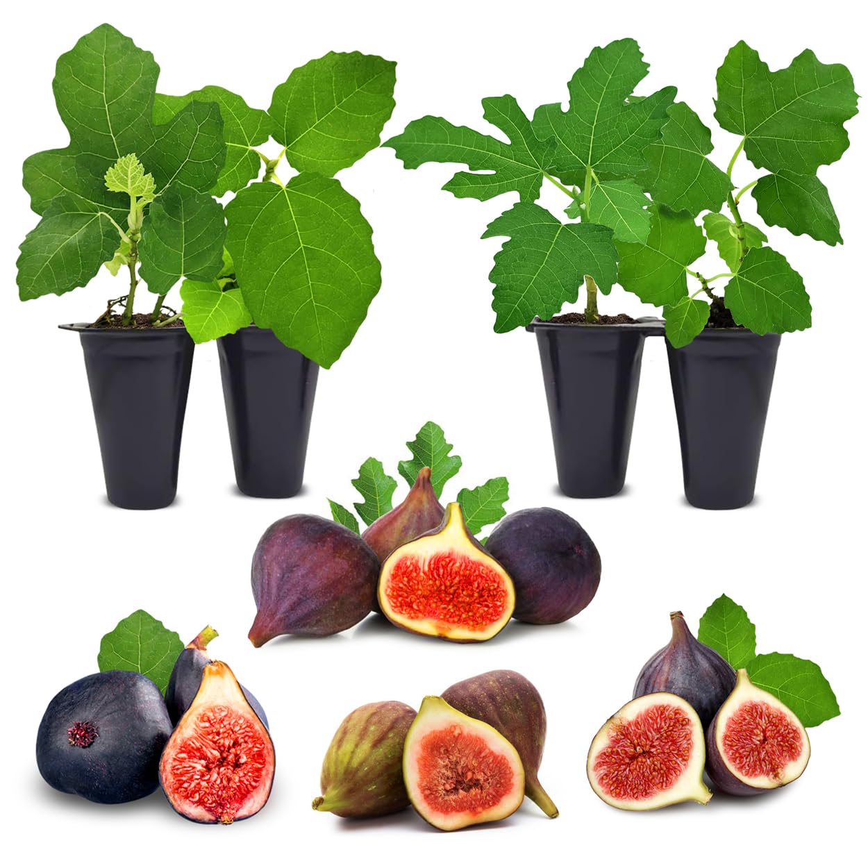 Fig Tree. Set of 4 Starter Live Plants (Collection)
