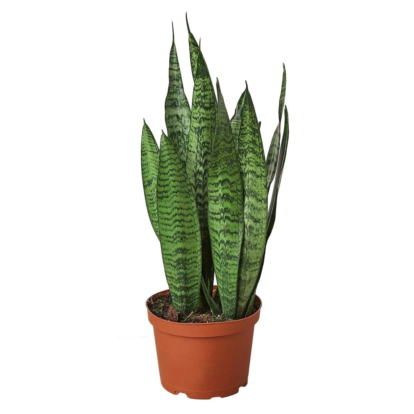 Snake Plant 'Zeylanica' | Live Plant for Indoor & Outdoor | for Living Room, Office, Bathroom | (6" Pot)