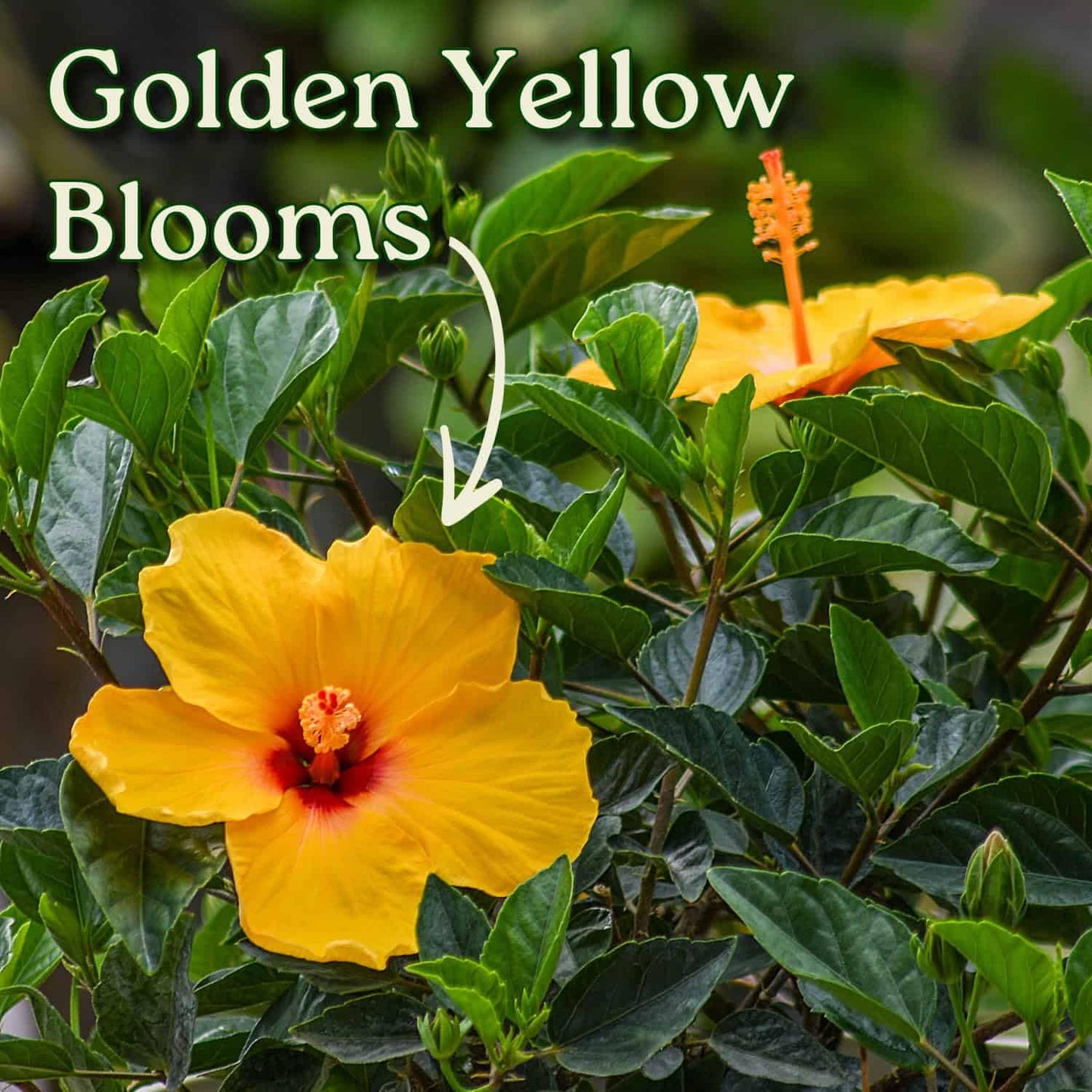 Tropical Plants of Florida Dwarf Yellow Hibiscus Bush Live Plant Red Throat - 3 Gallon 22 to 26 Inch Tall Tropical Flowering Shrub Patio Garden Plant