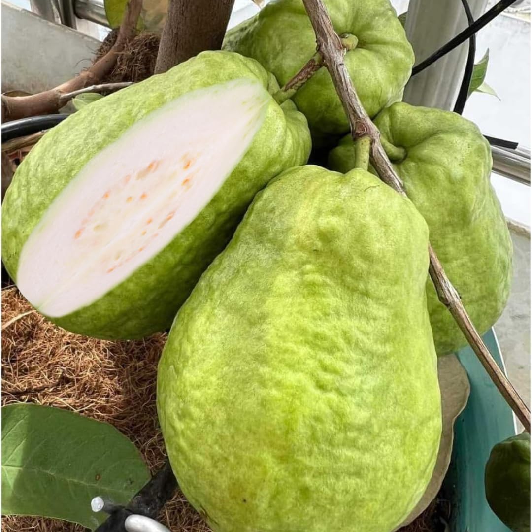 Fragrant Guava Tree Live Plant, Well Rooted 4"-10" in Tall, Tropical Fruit Guavas for Gardening, Zones 9-11 (White)