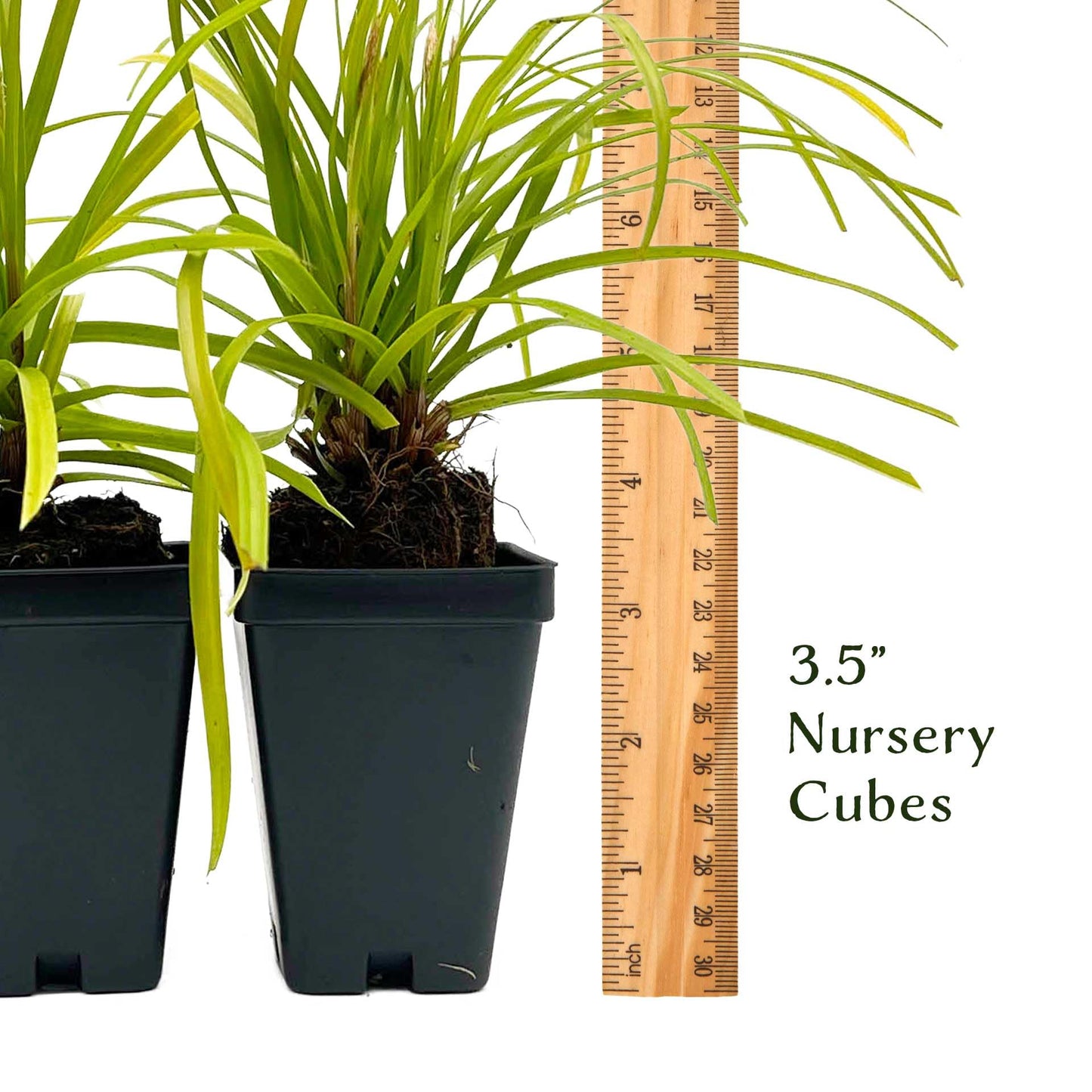 4 Everillo Sedge Grass – Evergreen Clumping Ornamental Grass with Arching Golden Foliage for Shade, Borders & Containers (Carex oshimensis ‘Everillo’) in 3.5″ Cubes, Live Plants