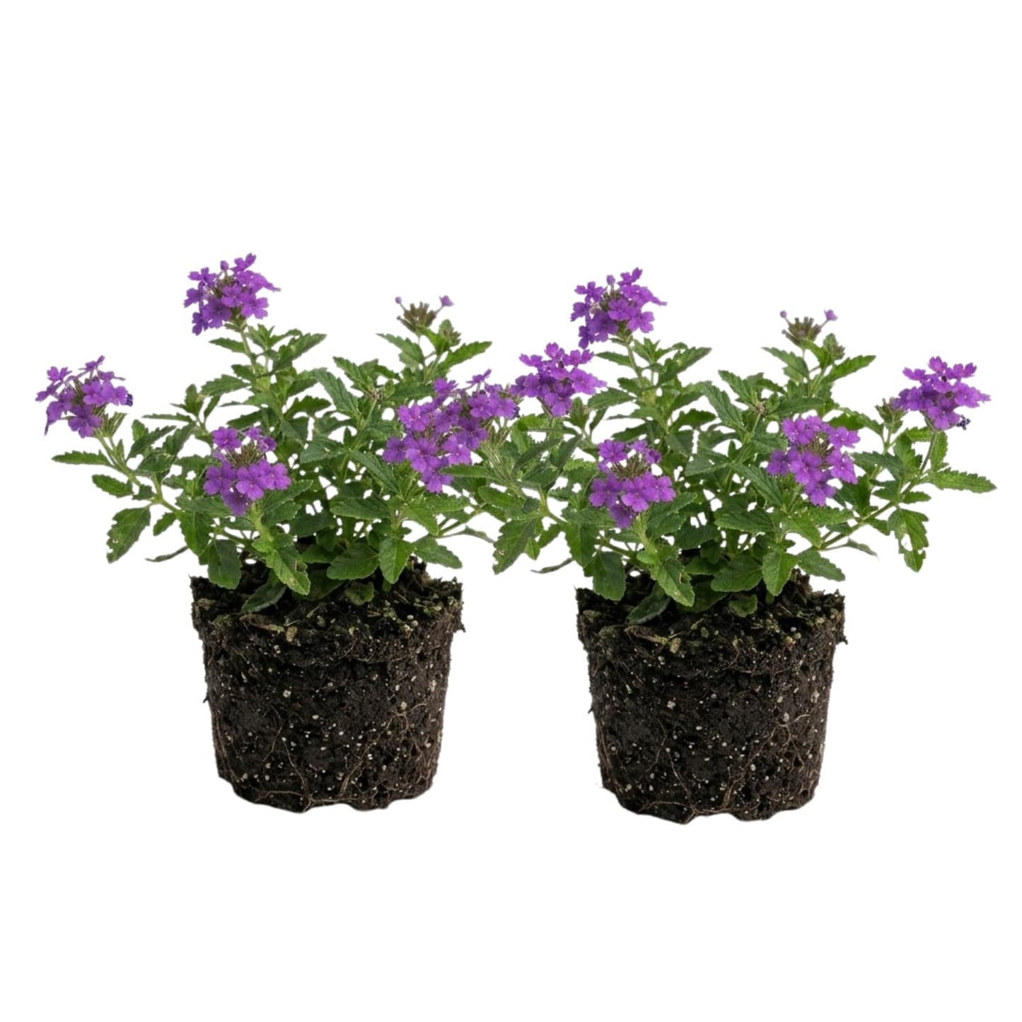 2 Dark Purple Verbena Live Plants, Trailing Verbena Plants for Planting Outdoor, Perennial Ground Cover Flowers 4-7 Inches