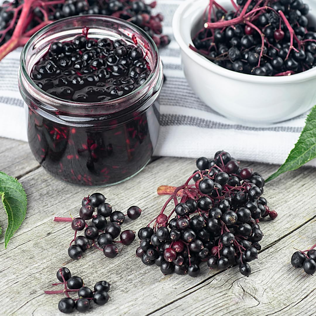 Elderberry Plant Live, Sweet Elderberry Plants, Perennial Fruiting Shrub, 6 to 10 Inches Tall, Ready to Grow