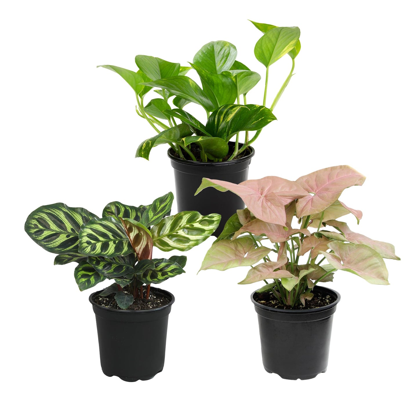 Altman Plants Deluxe Houseplants (3 Pack), Assorted Popular Live Indoor Plant Varieties, Easy Plant Care, 4.25 in Pots