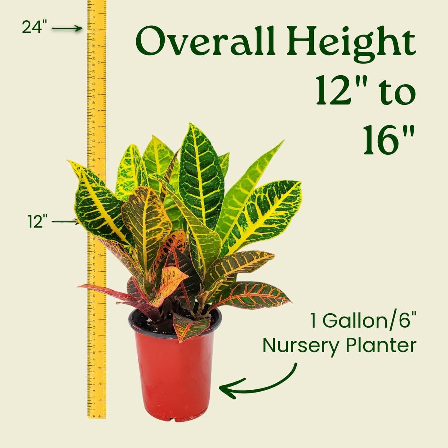 Tropical Plants of Florida Croton Petra Live Plant - 1 Gallon 12 to 16 Inch Tall Variegated Foliage Plant Indoor Outdoor Colorful Houseplant Nursery Pot