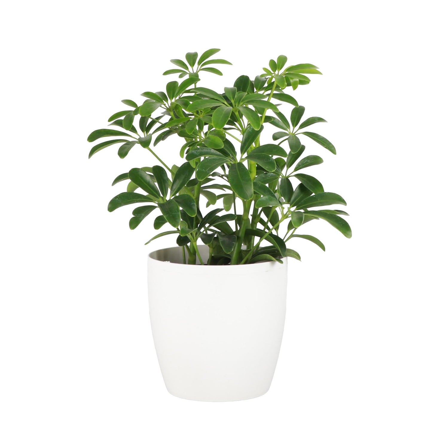 Thorsen's Greenhouse Live Arboricola Umbrella Tree Plant, Schefflera Arboricola, Natural Air Purifier, Easy to Grow, Live Indoor Houseplant, 4-inch Diameter (White)