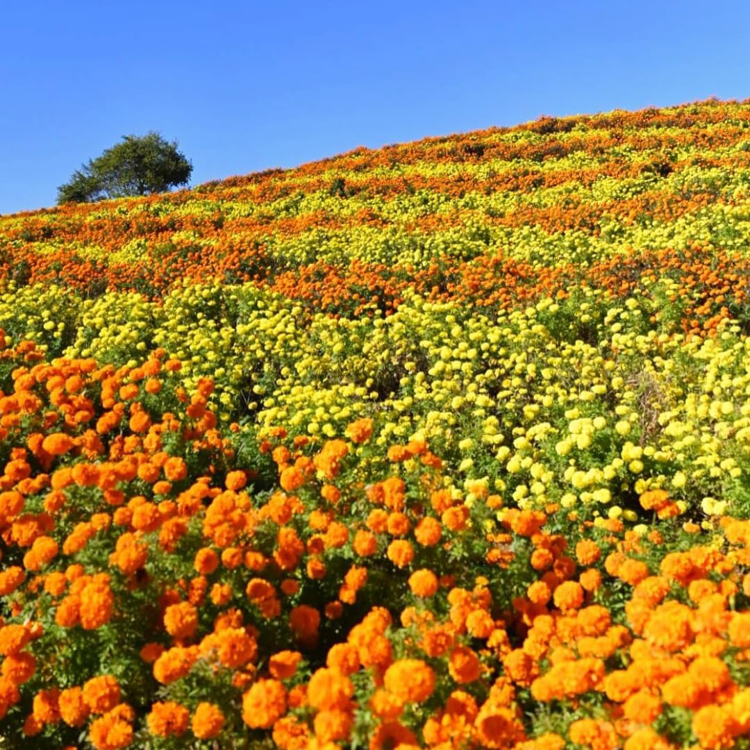 2 Live Marigold Plants for Outside, Orange Marigold Live Plants No Pot Perennial Blooming Flower Gardening, Zone 2 to 11