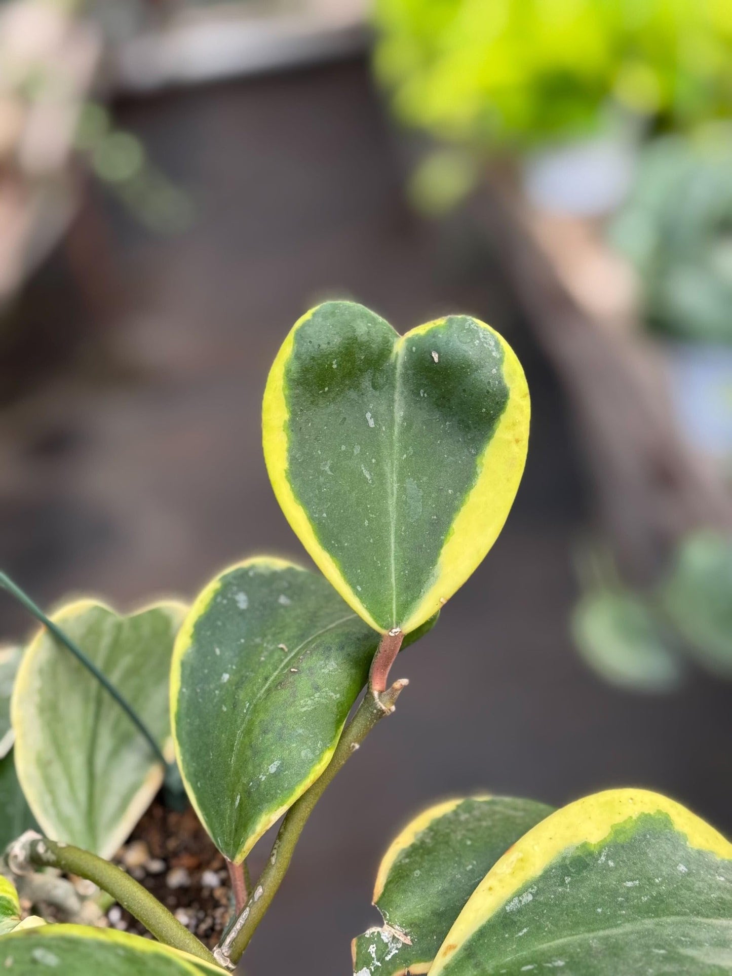 Hoya 'Sweetheart Variegated' | Live Plant for Indoor & Outdoor | for Living Room, Office, Bathroom | (3" Pot)