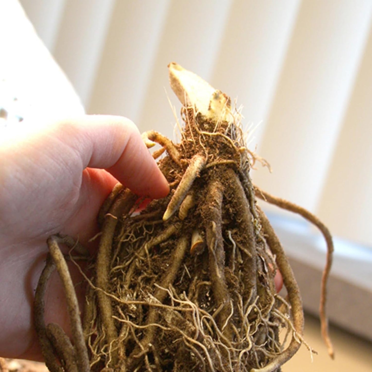 Attractive Hosta, Perfect for Flower Beds, Balcony & Yard Flower Decoration-2bulbs, Low Maintenance Plant for Indoor Potted & Outdoor Garden, Easy Grow