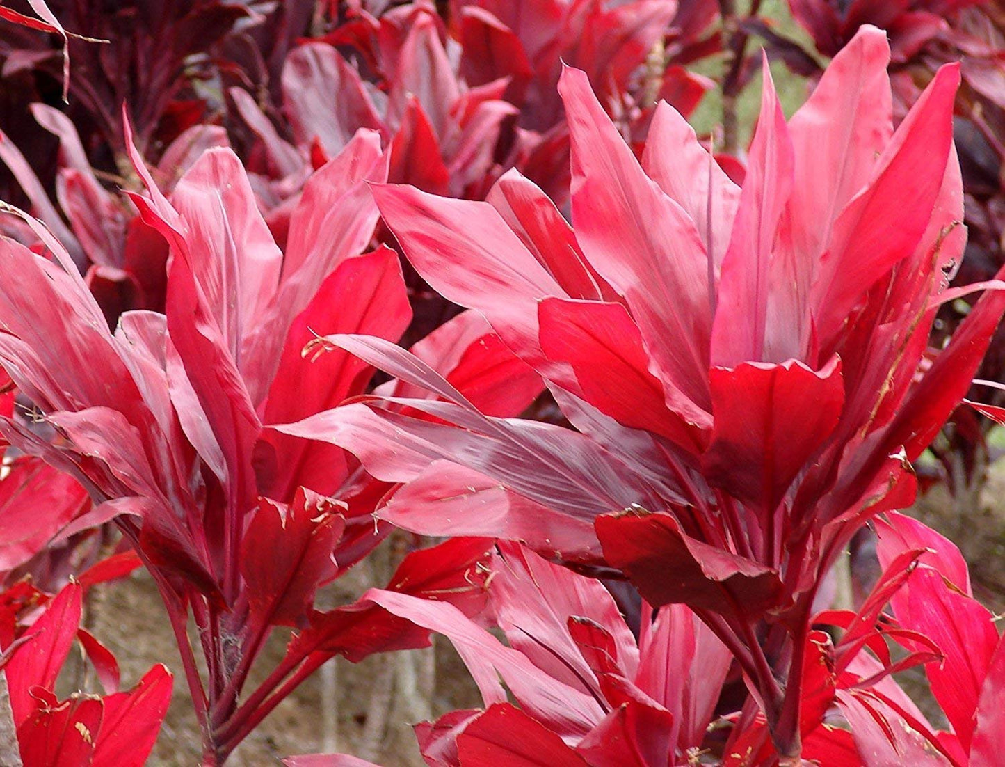 Hawaiian Red Ti Leaf Plant Logs Live Indoor/Outdoor Tropical Plants - 2 Cordyline Fruticosa Cutting Logs - Easy Care Good Luck Plant