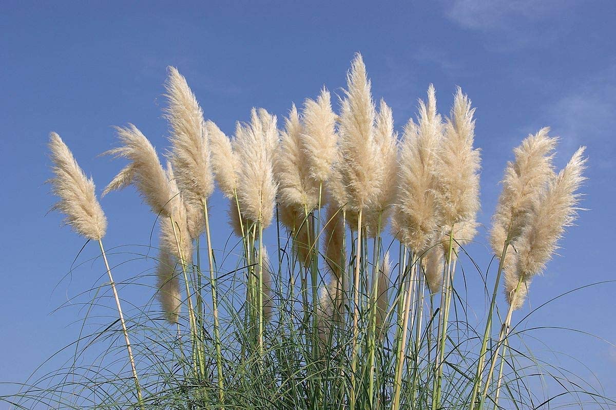 Pampas Grass | Cortaderia Selloana | 40 Live Plants | Flowering Ornamental Foliage