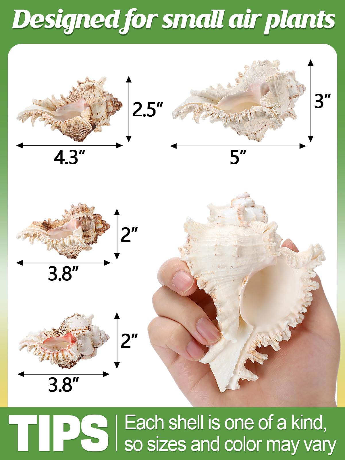 ANPHSIN 4 Pack Conch Sea Shell Air Plant Holders- 4-5 inches Natural Airplant Pot, Decorative Tillandsia Succulent Display Container for Gardening Housewarming Gifts Home Table Decors, No Plants