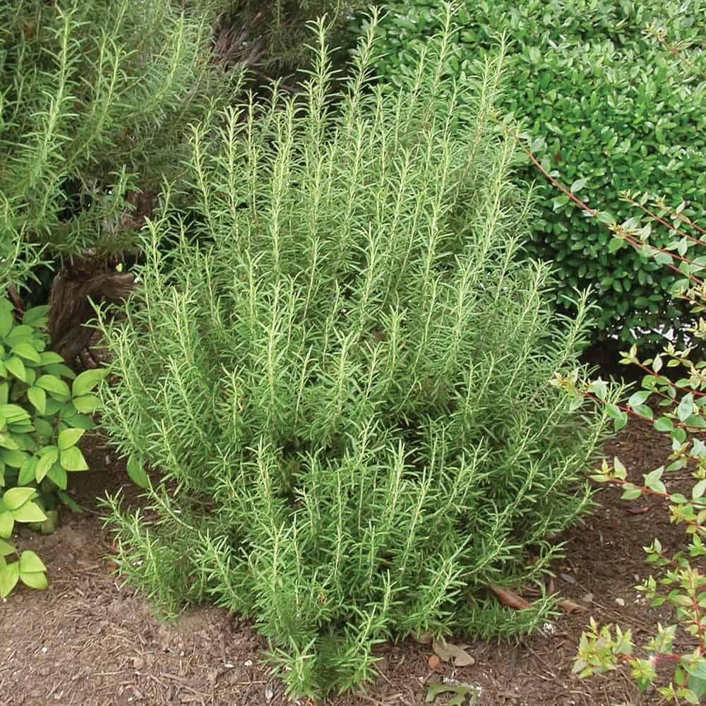 Rosemary Herb Plant Live 6-8'' Tall, Hardy Fragrant Rosemary Plants, Starter Herb in 4'' Pot, Outdoor Growing