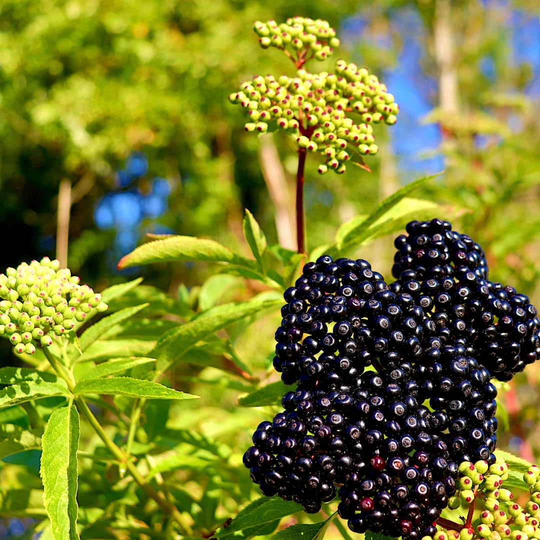Set of 5 Elderberry Plants Live, Elderberry Cuttings, Sweet Fruit, 6-10 Inch Tall for Growing