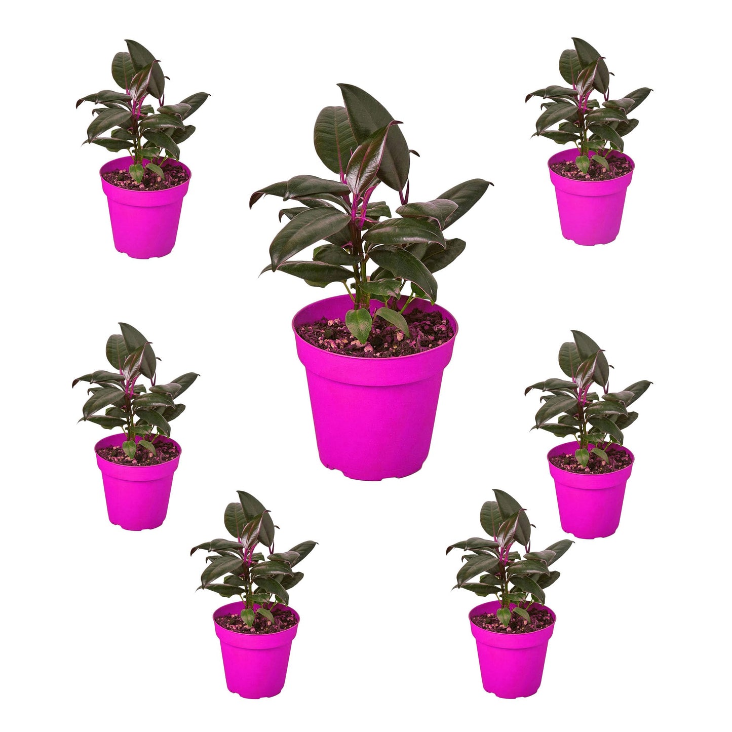 7 Pack Ficus Elastica 'Burgundy' in 4in Pot - Live Plants Tropical Houseplants | Variegated | USA Growers | The Snobby Leaf