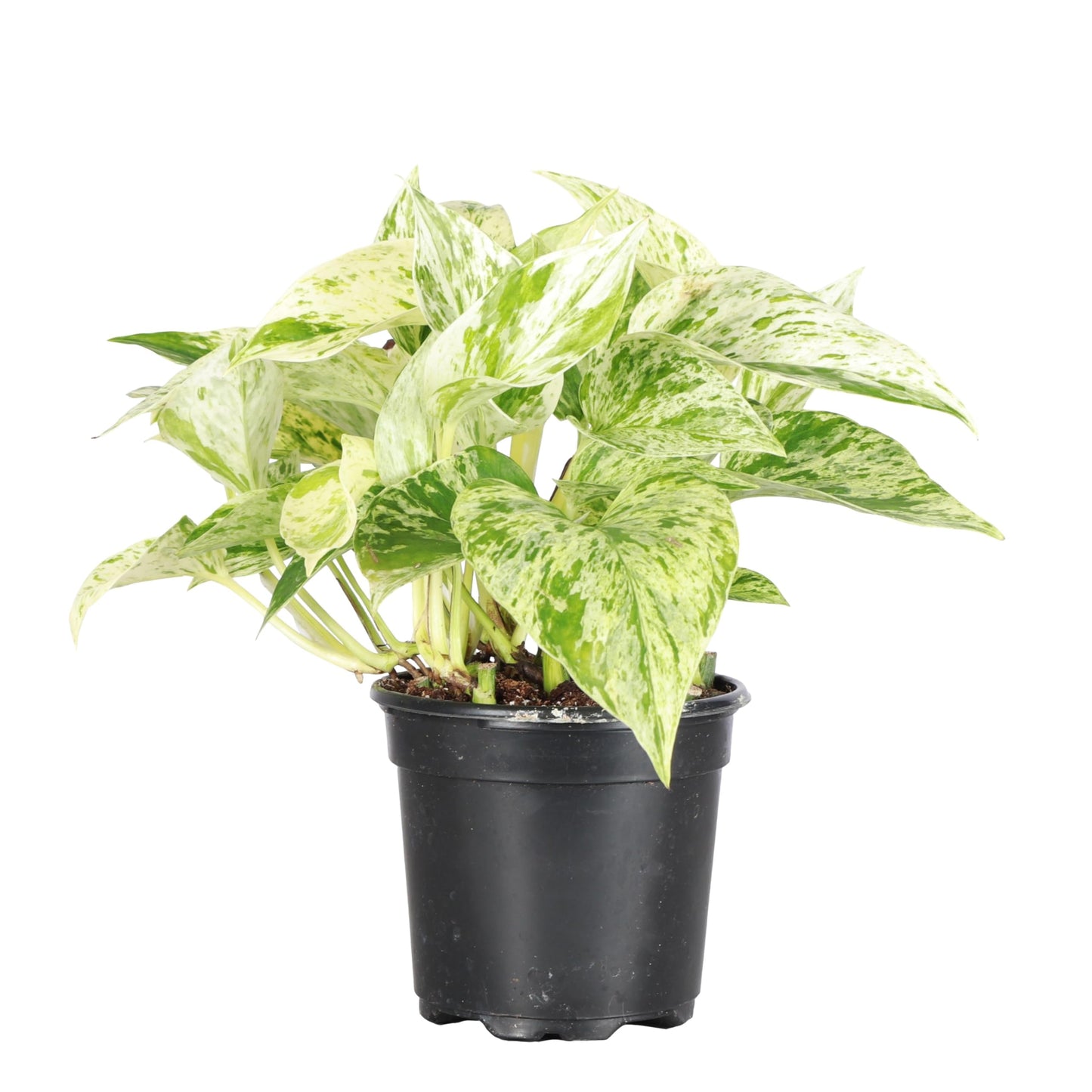 Thorsen's Greenhouse Marble Queen Pothos, Live Indoor Plant, Easy to Grow, Rare Variegated Houseplant, Natural Air Purifier, 4-inch Diameter Pot (Nursery Pot)