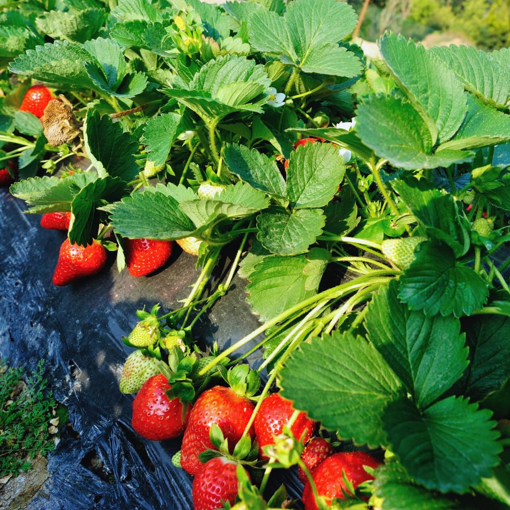 25 Strawberry Bare Roots, Strawberry Plant Live, 5 to 7 Inc Tall, Fruit Garden Indoor Outdoor, Easy to Plant