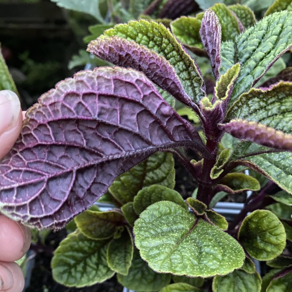 Plectranthus Purple Swedish Ivy Plant Live Houseplants Indoors Live Swedish Ivy Mint Herbs, in 4 Inc Pot