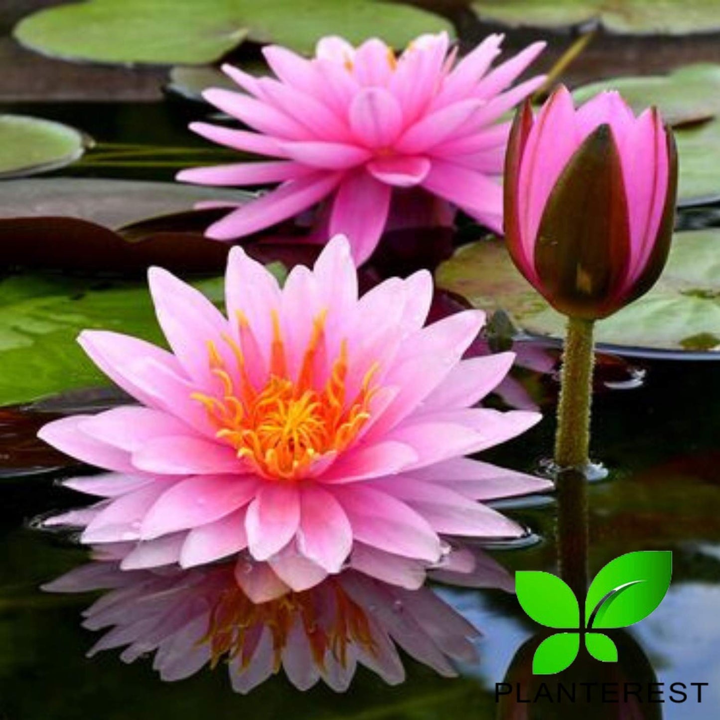 PLANTEREST - Water Lily Tuber 3 Pre-Grown Hardy Lily Rhizome Live Aquarium Plant