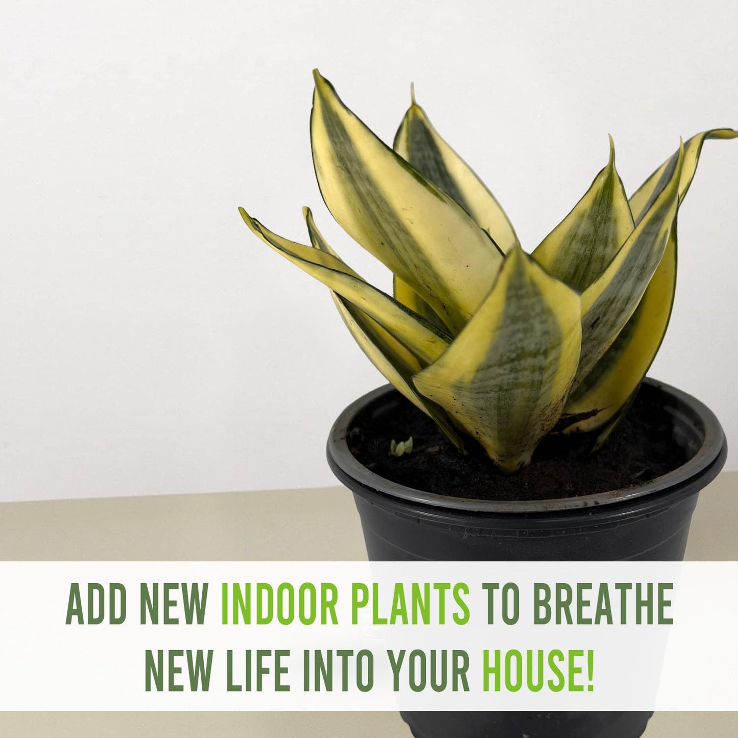 LEAL PLANTS ECUADOR Sansevieria Sunny Star (Pack of 2)| Sansevieria Laurentii – Sansevieria trifasciata Indoor Plant, Variegated Snake Plant, Unique Gift for Plant Lovers