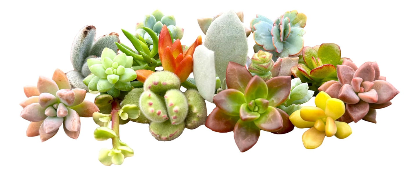 10 Mini Assorted Live Succulent Cuttings, No 2 Succulents Alike, Great for Terrariums, Miniature Gardens, and as Starter Plants. Live Succulents Plants for DIY Projects and Home Decor (10, Mini)