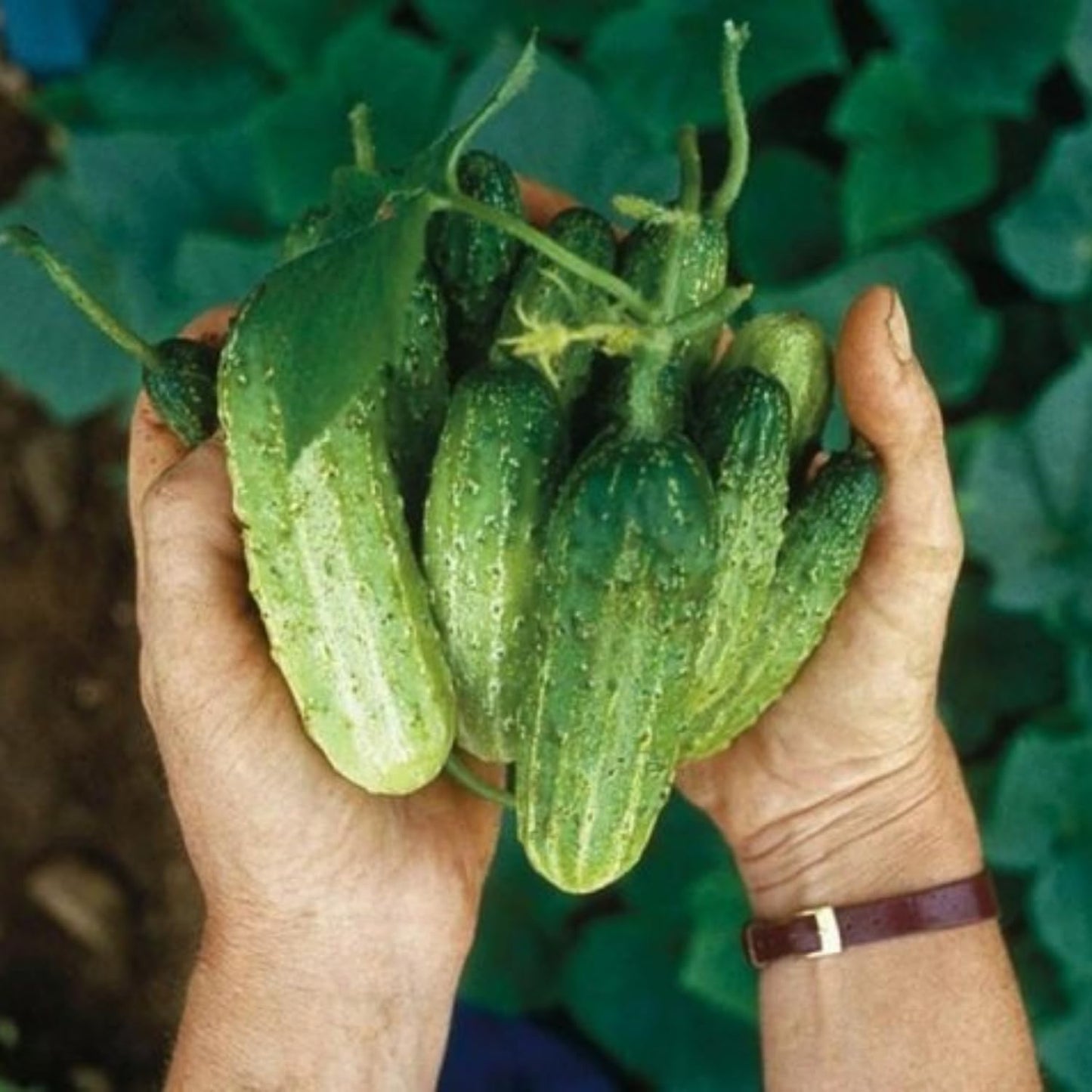 2 Cucumber Plants Live, Live Green Cucumber Plants Potted, 3 to 5 Inches Tall, 4 Inches Pot, Vegetable Plants Gardening Planting