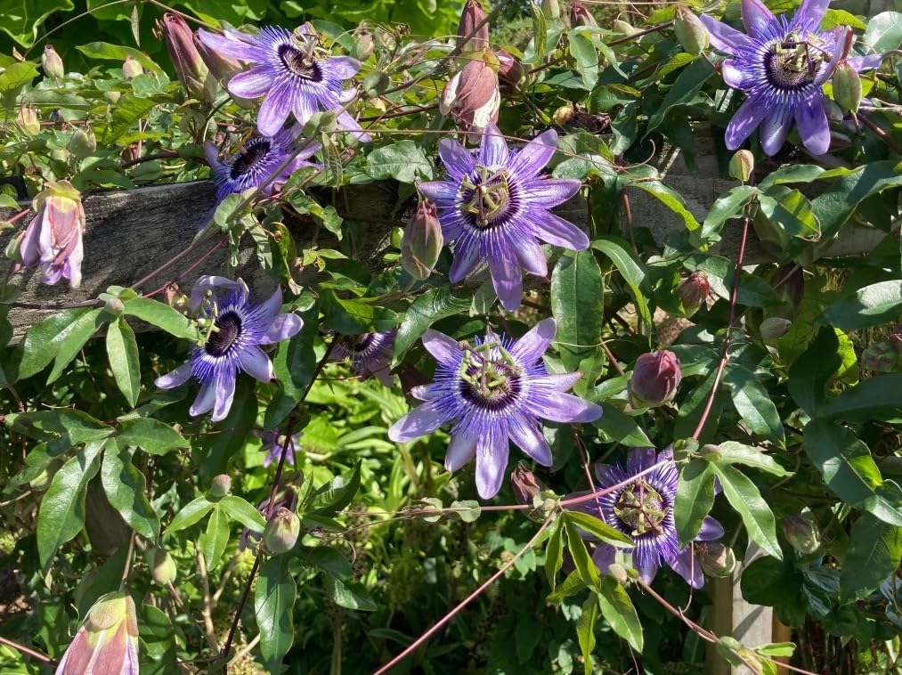 Maypop Incarnata Passiflora Live Plant, Passion Vines Perennial Purple Passionflower Vine Plant Cold Hardy Passion Fruit Tree 4-7 Inch Tall