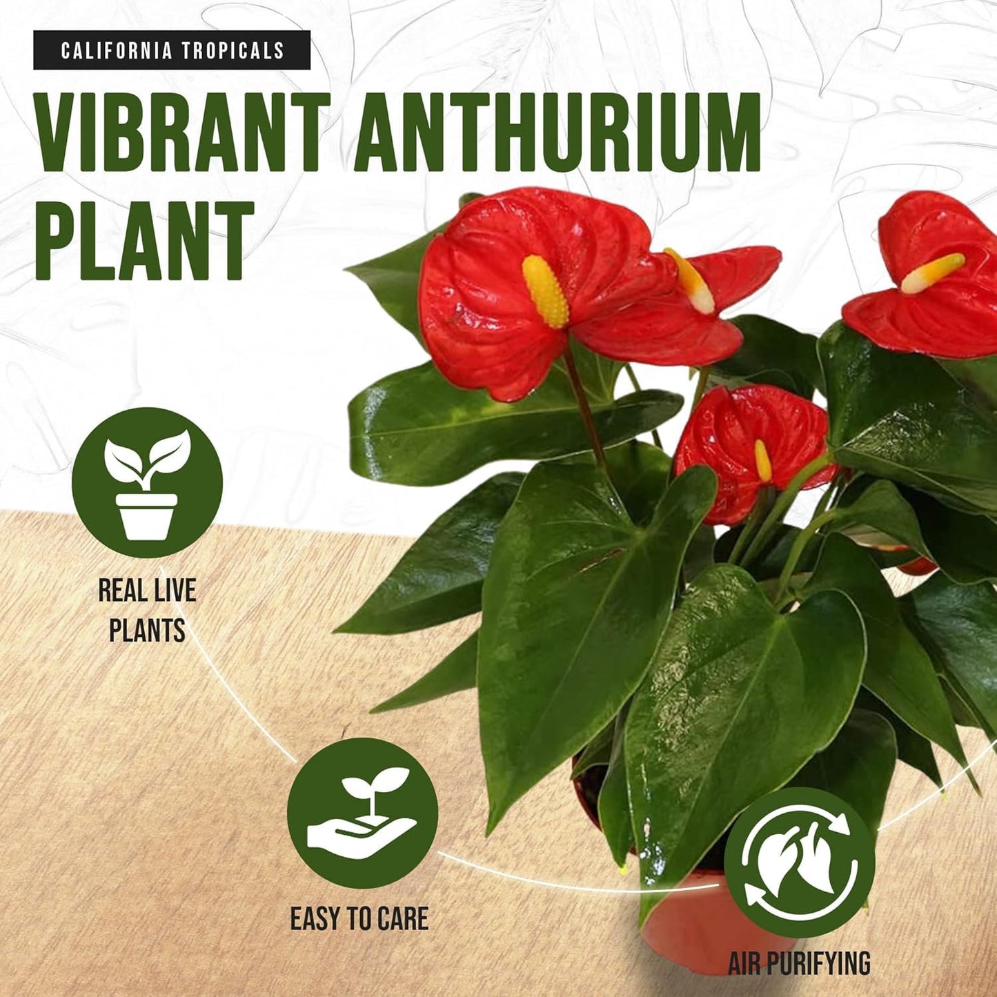 Anthurium Red 6 Inch Pot - Live House Plants Indoor,for Easy Care, Perfect for Office, Home & Flamingo Decor, Real Plant, Plant Gift, Flowering Plants, Sympathy Flowers Sold by California Tropicals