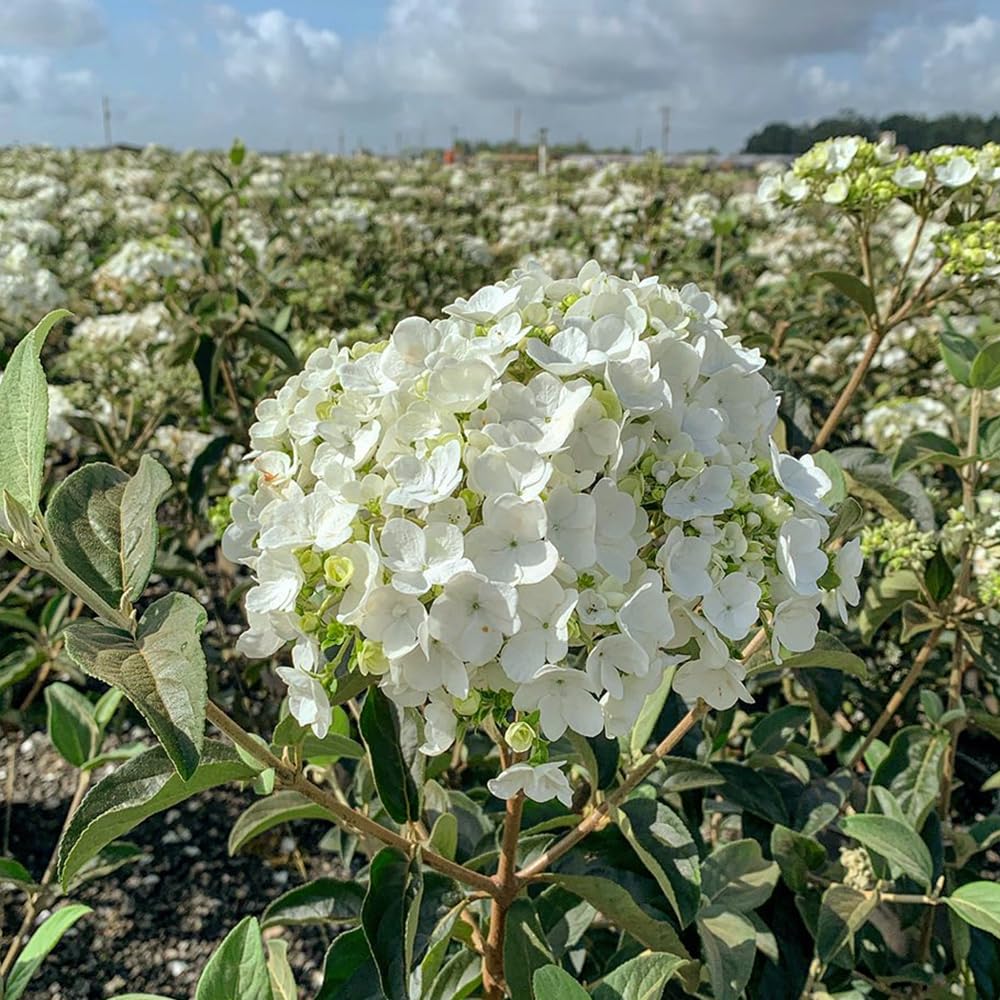 Chinese Snowball Viburnum (2.5 Quart) Flowering Semi-Evergreen Shrub with White Hydrangea-Like Blooms - Full to Part Sun Live Outdoor Plant