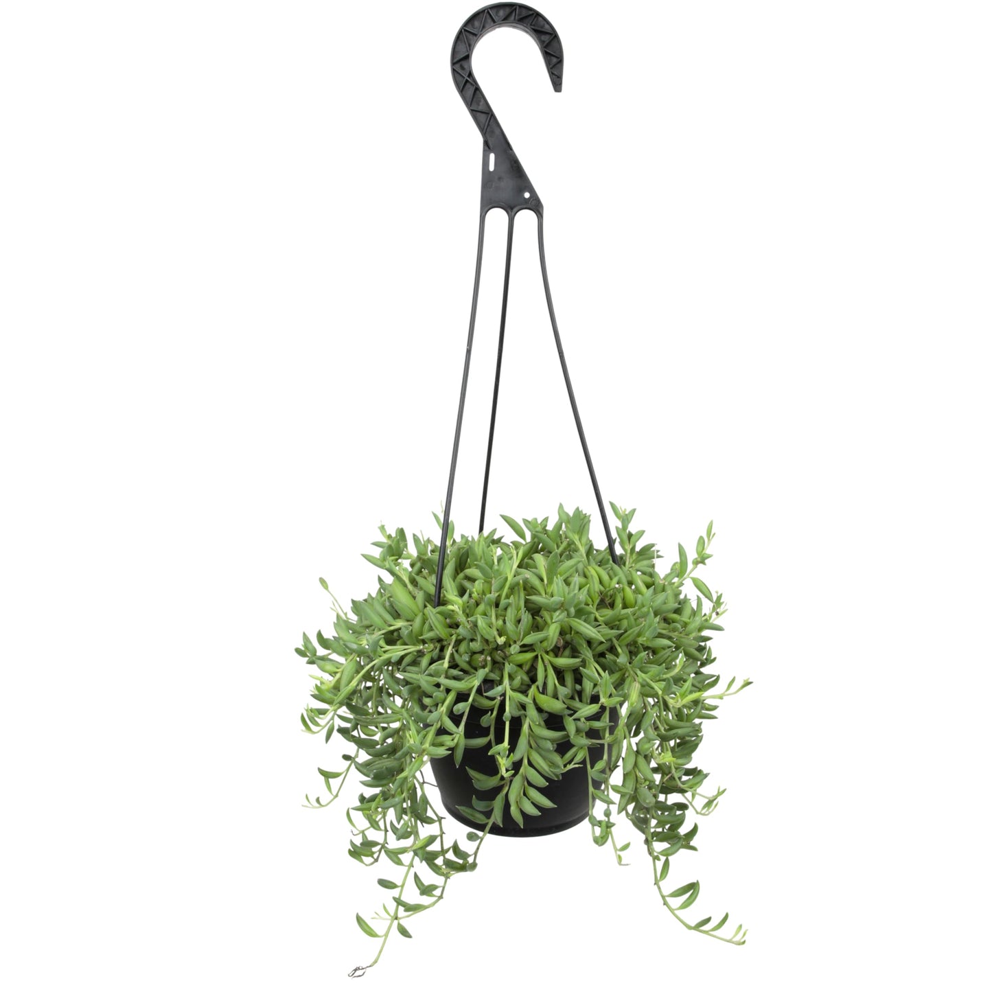 String of Bananas Succulent Plant Decor Hanging Basket, Real Succulents & Houseplants for Home or Office, Senecio Radicans, Unique House Plants