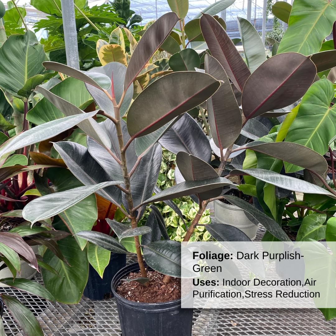 Eureka Farms Ficus Burgundy Bush – Live Rubber Tree Plant, Low Maintenance Indoor Tropical Houseplant with Rich Red & Green Foliage, Perfect for Home & Office Decor