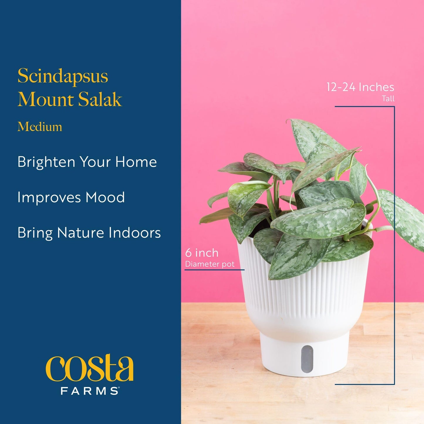 Costa Farms Scindapsus Mount Salak Live Indoor Plant, Rare Silver Satin Pothos Variety in Self-Watering Decor Pot, 12-16 Inches Tall, Easy Care Low Light Vining Houseplant, Gift for Home or Office