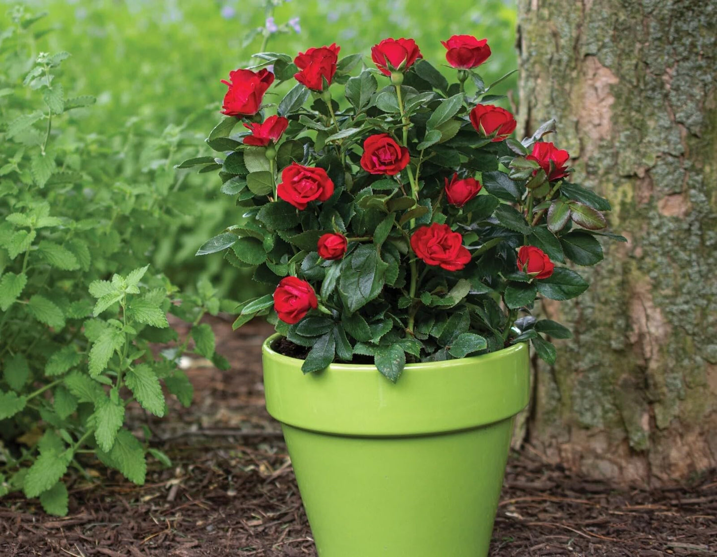 Live Plant - Petite Knock Out Rose - Live Plant (1 Qt)