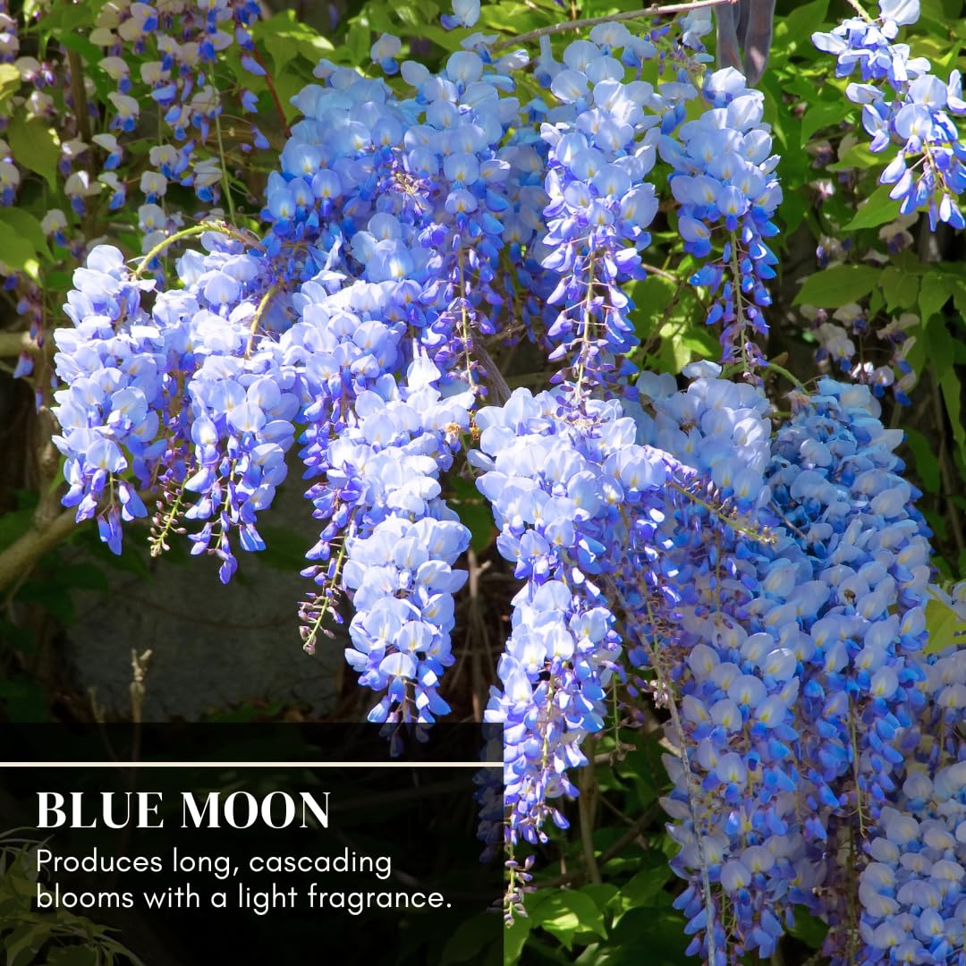 Blue Moon Wisteria Live Tree Seedling – 1 Healthy Plant for Planting – Fast-Growing Vine with Fragrant Lavender-Blue Blooms – Ideal for Trellises, Arbors, and Garden Landscaping