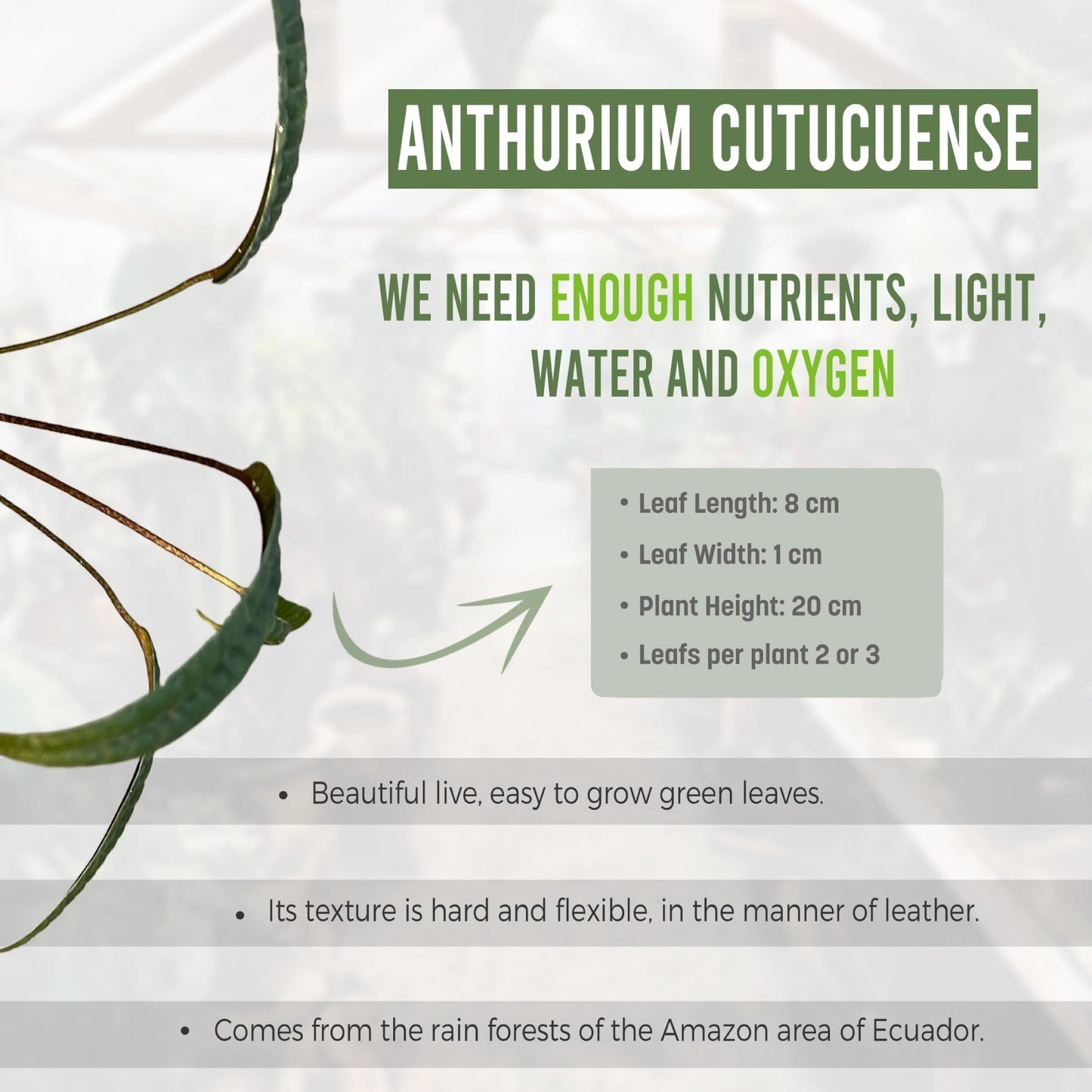 LEAL PLANTS ECUADOR Anthurium Cutucuense| Exotic Green Indoor Houseplant | Rare Anthurium Live Plant for Home Decor | Low Maintenance Tropical Plant for Living Room | Unique Heart-Shaped Foliage
