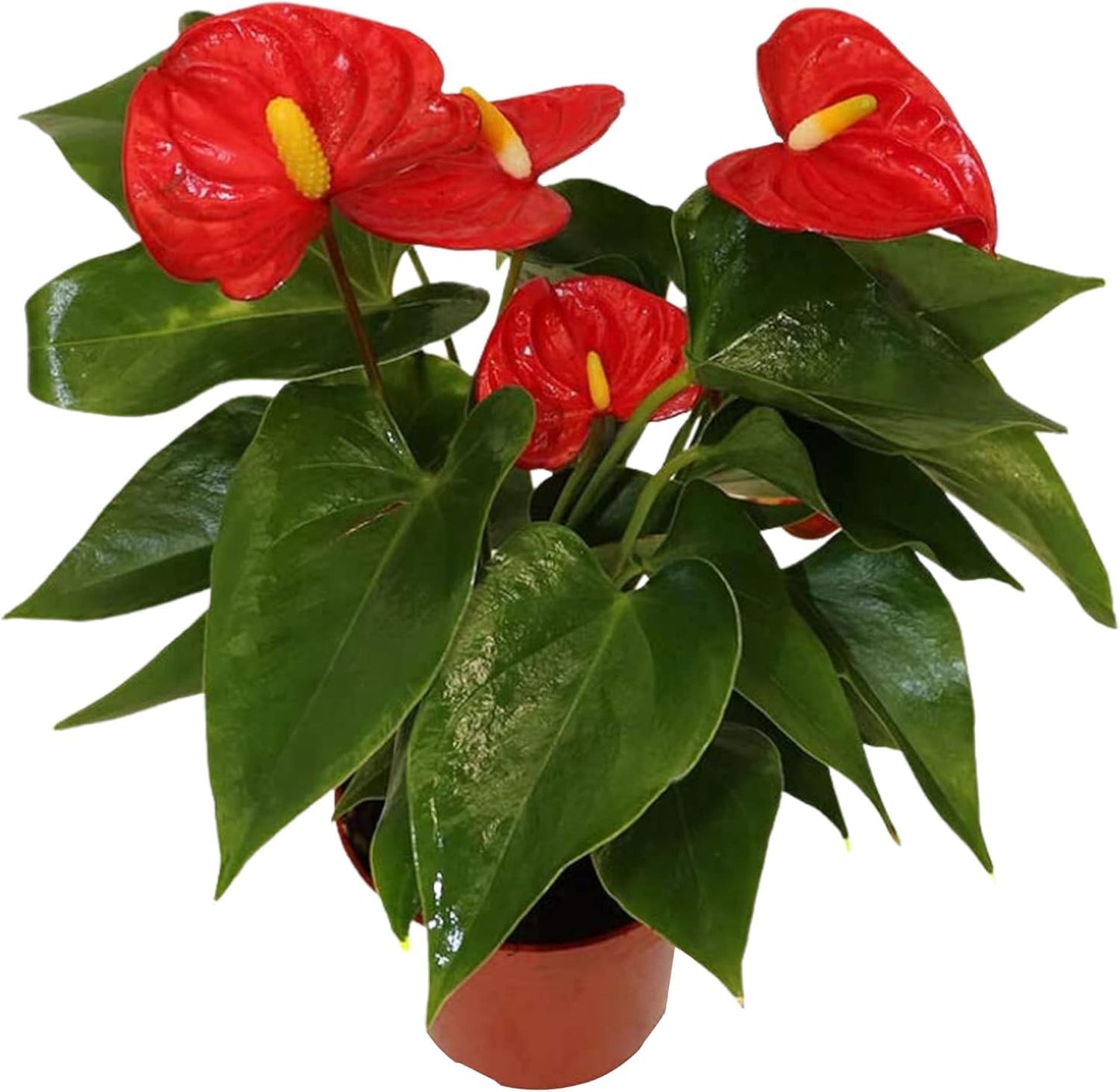 Anthurium Red 6 Inch Pot - Live House Plants Indoor,for Easy Care, Perfect for Office, Home & Flamingo Decor, Real Plant, Plant Gift, Flowering Plants, Sympathy Flowers Sold by California Tropicals