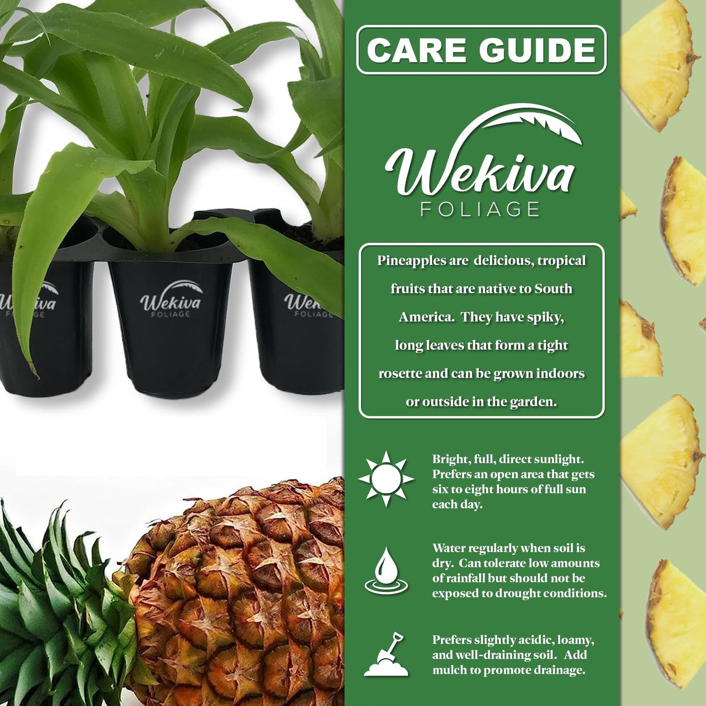 Elite Gold Pineapple Plant - 1 Live Starter Plant - Ananas Comosus - Edible and Fruit Bearing for Patio and Garden