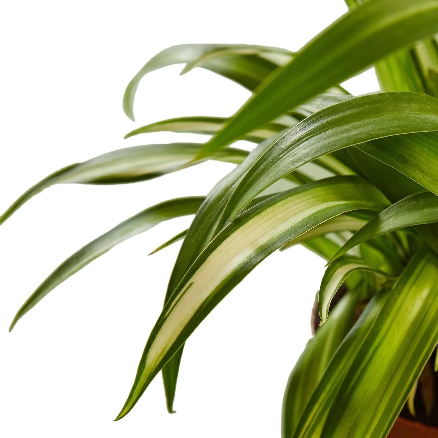 Spider Plant Hawaiian | Live Plant for Indoor & Outdoor | for Living Room, Office, Bathroom | (4" Pot)