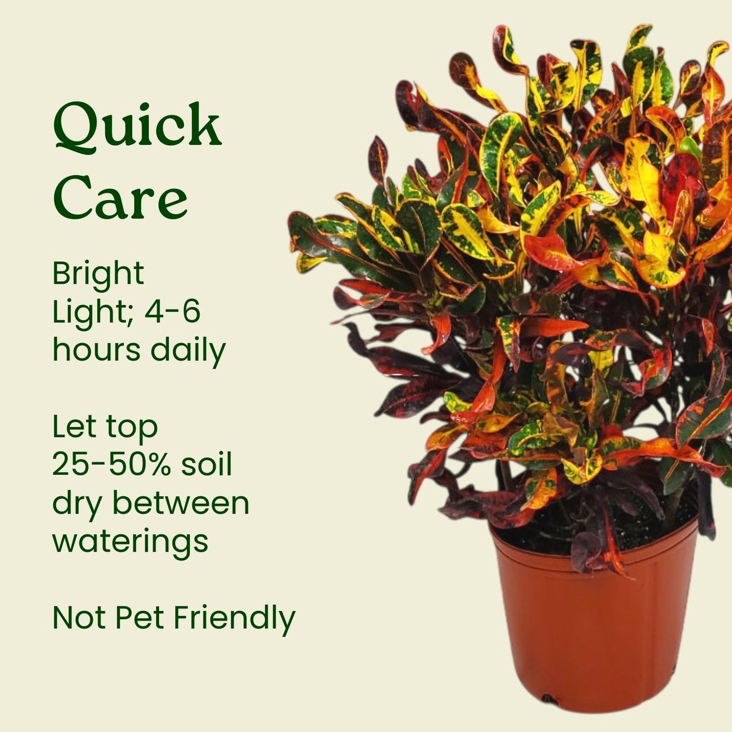 Croton Mammy - 16" to 20" Overall Height, 1 Gallon Pot - Live Variegated Plant - Tropical Plants of Florida