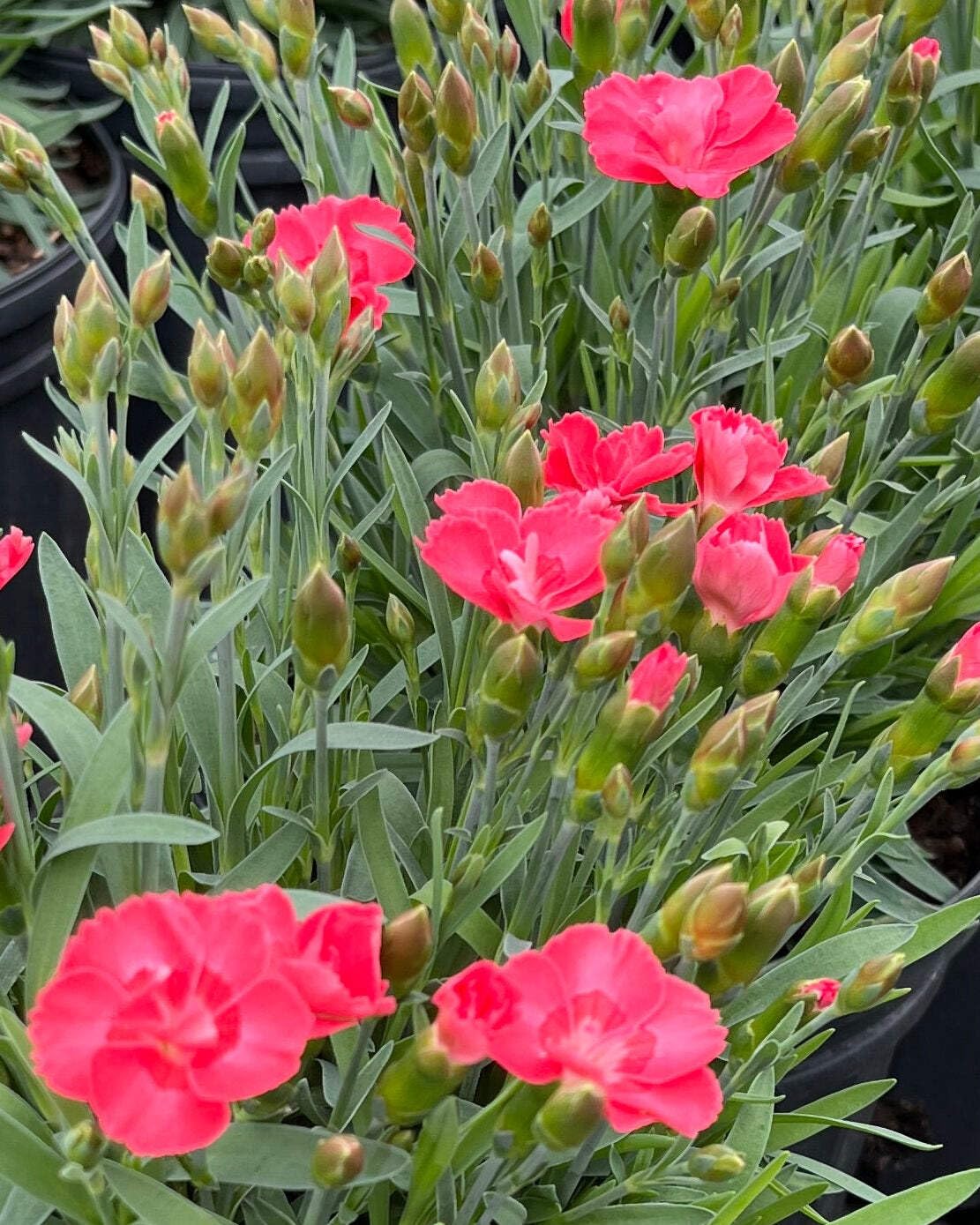 Perennial Farm Marketplace Dianthus x Everlast™ Peach (Garden Pinks) Live Perennial, Size-#1 Container, Long-Blooming Reddish-Orange Flowers, Fragrant