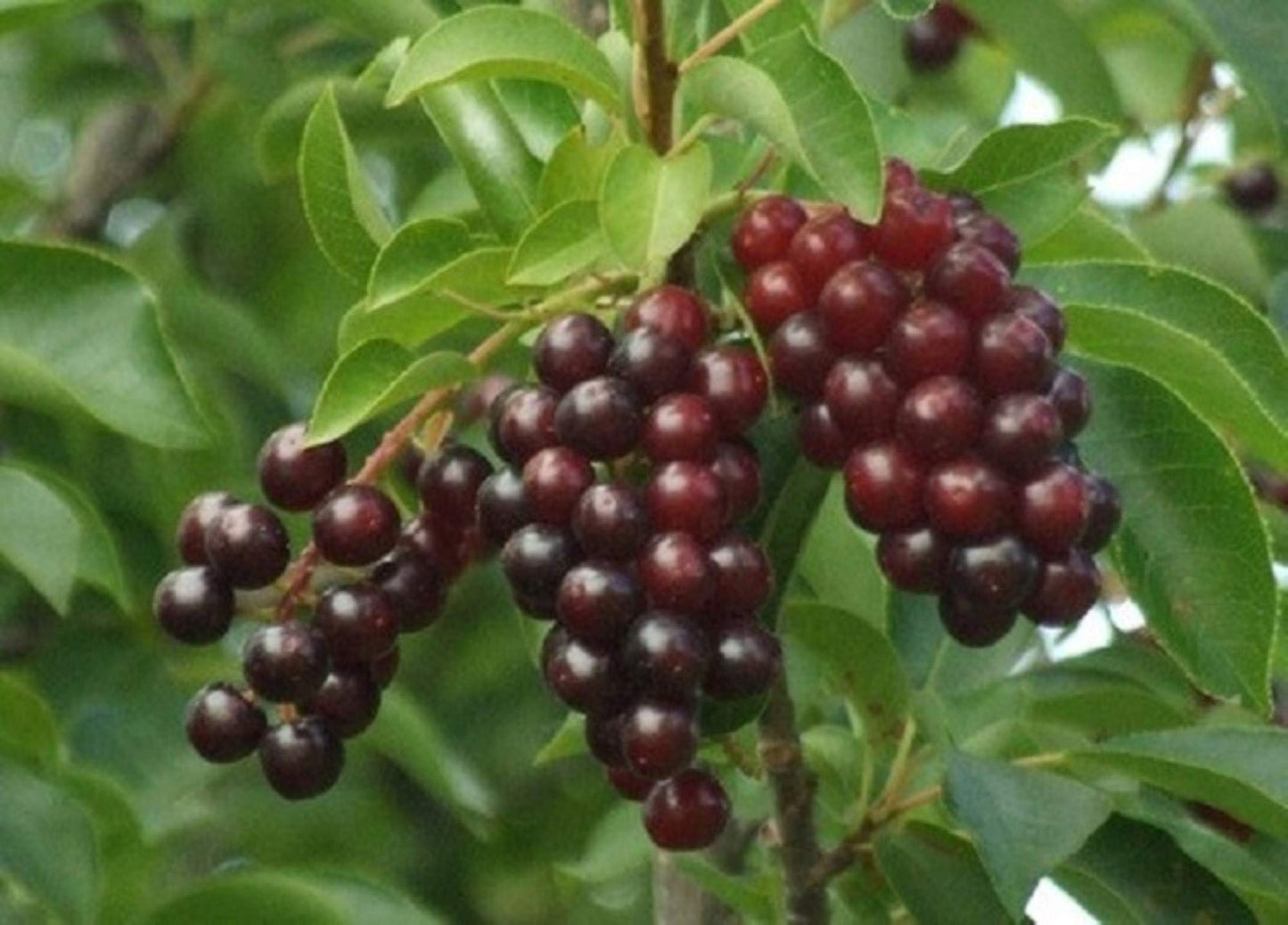 12-24” Tall Chokecherry Prunus virginiana, 1-2 Year Old Bare Root Plant